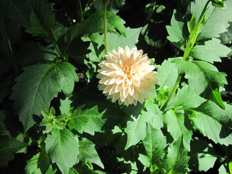 Dahlia Flower in Bloom — White