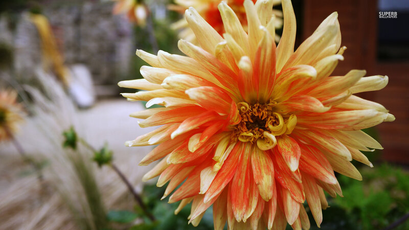 Dahlia Flower in Bloom — Yellow, Calm