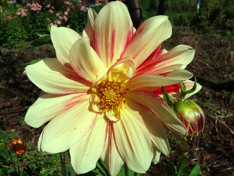 Dahlia Flower in Bloom — Yellow, Serene
