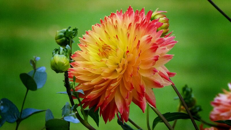 Dahlia Flower in Bloom — Yellow