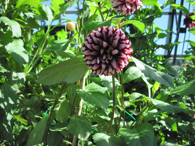 Dahlia Flower in Garden