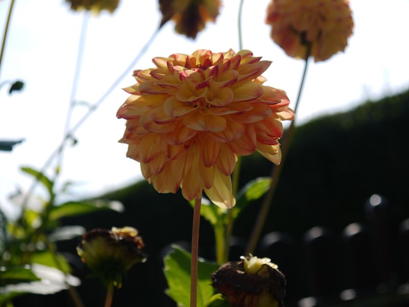 dahlia flower in sunlight