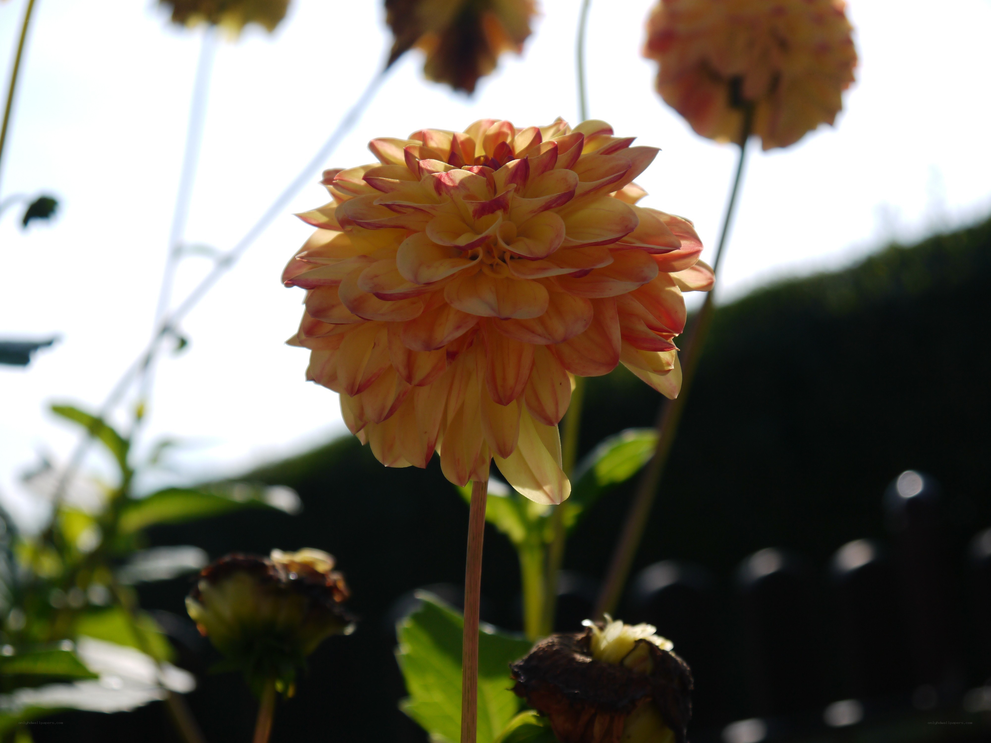 dahlia flower in sunlight