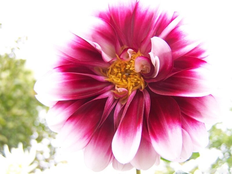Dahlia Flower — Pink, Bright