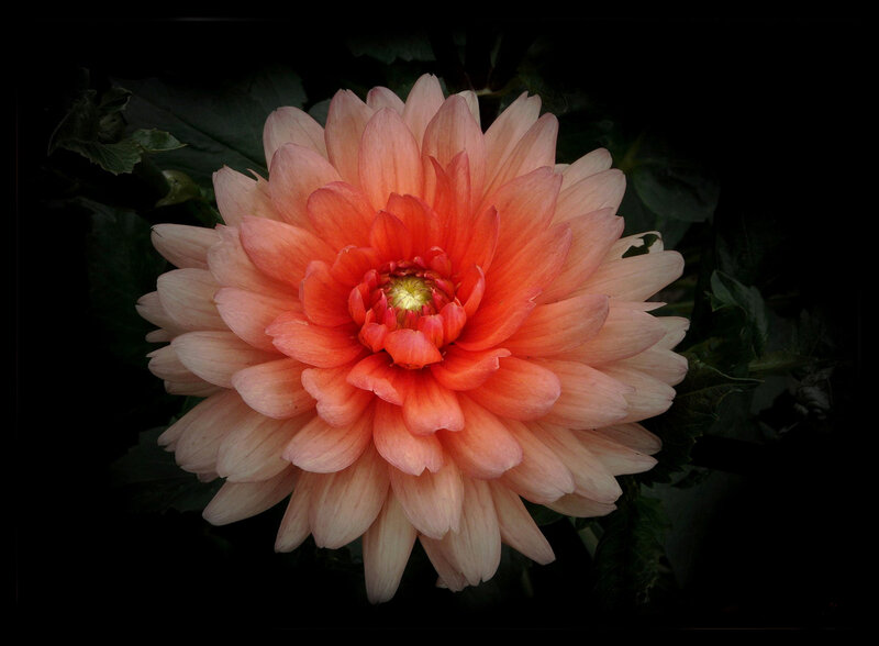 Dahlia Flower — Pink