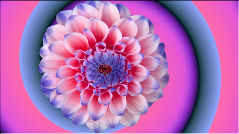 Dahlia Flower — Pink, Vibrant