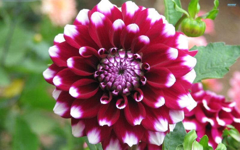 Dahlia Flower — Purple