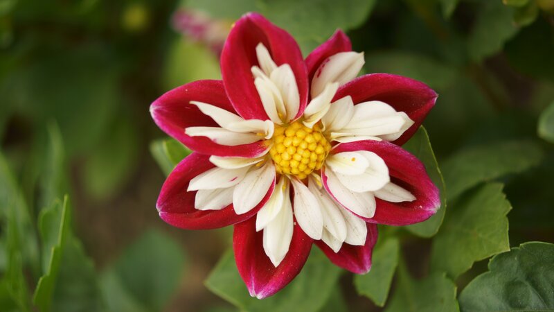 Dahlia Flower — Red, Calm