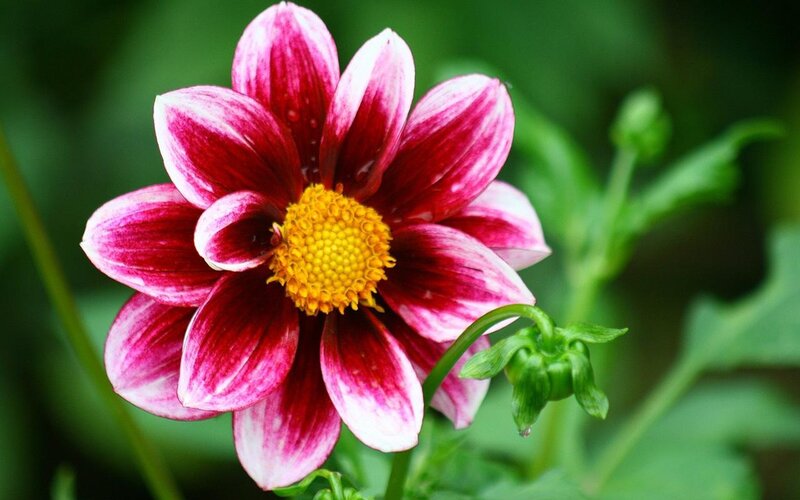 Dahlia Flower — Red
