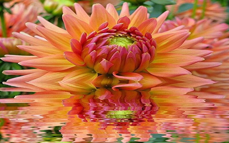 Dahlia Flower Reflection