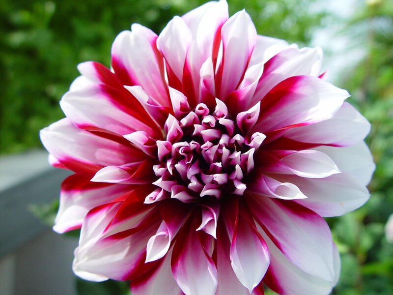 Dahlia Flower