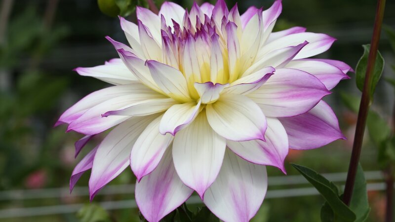 Dahlia Flower — White, Calm, Photograph