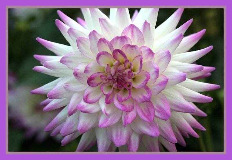 Dahlia Flower — White, Calm