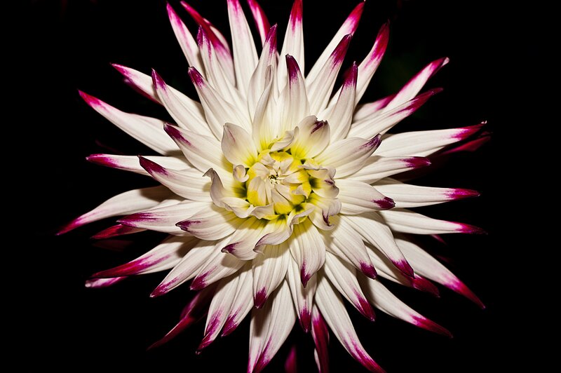Dahlia Flower — White, Dramatic, Photograph, Petals, Center