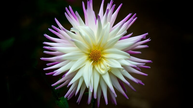 Dahlia Flower — White, Dramatic, Photograph, Petals
