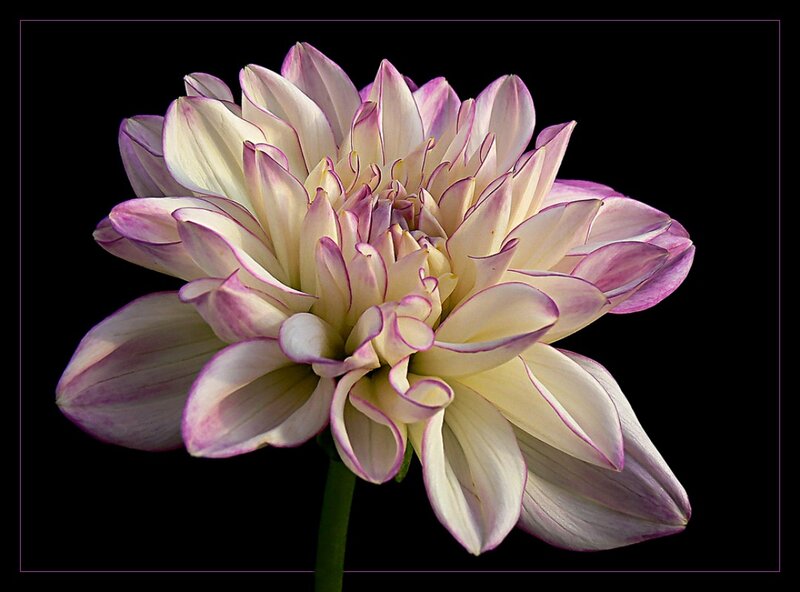 Dahlia Flower — White, Dramatic, Photograph