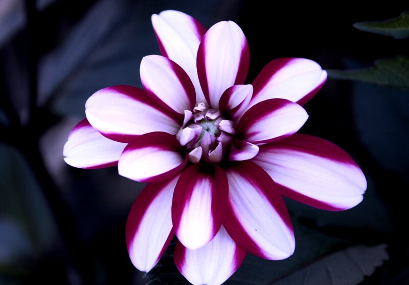 Dahlia Flower — White, Dramatic