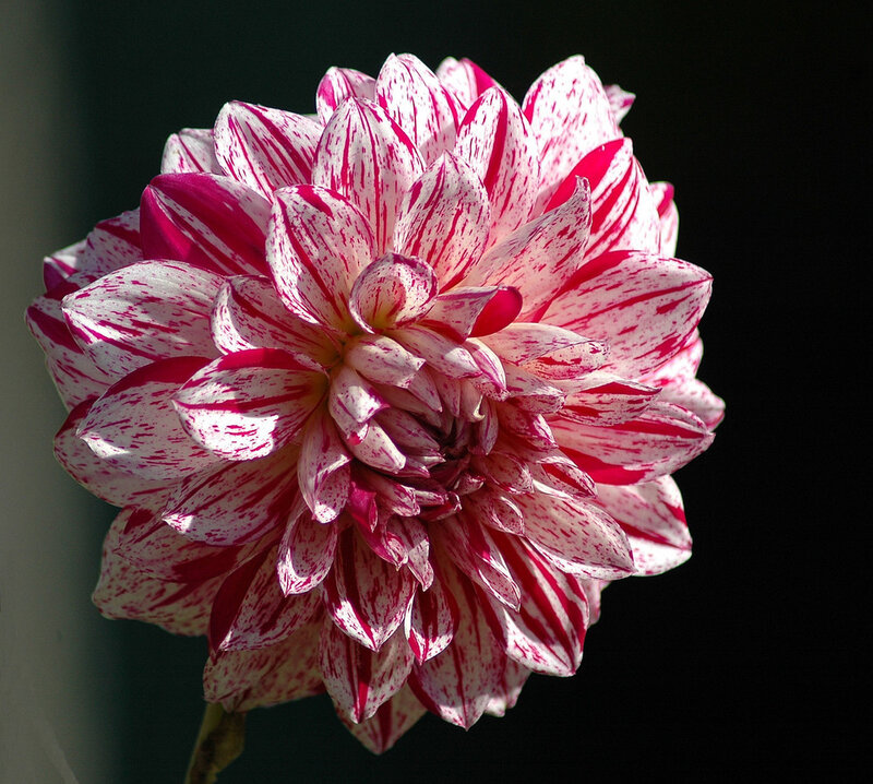Dahlia Flower — White