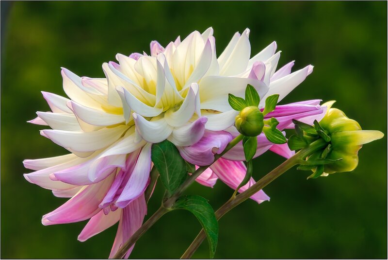 Dahlia Flower with Buds