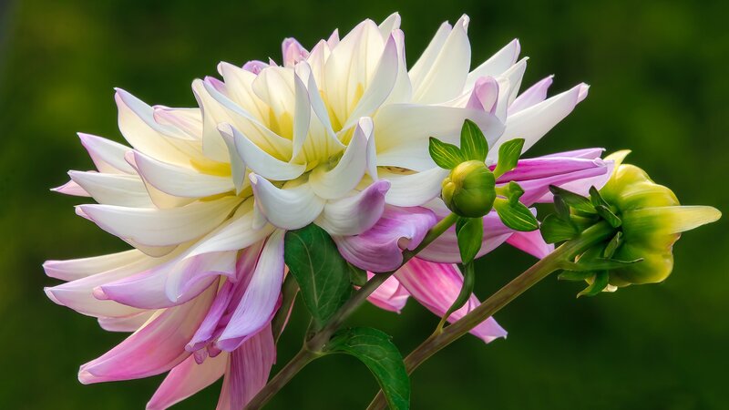 Dahlia Flower with Buds — White