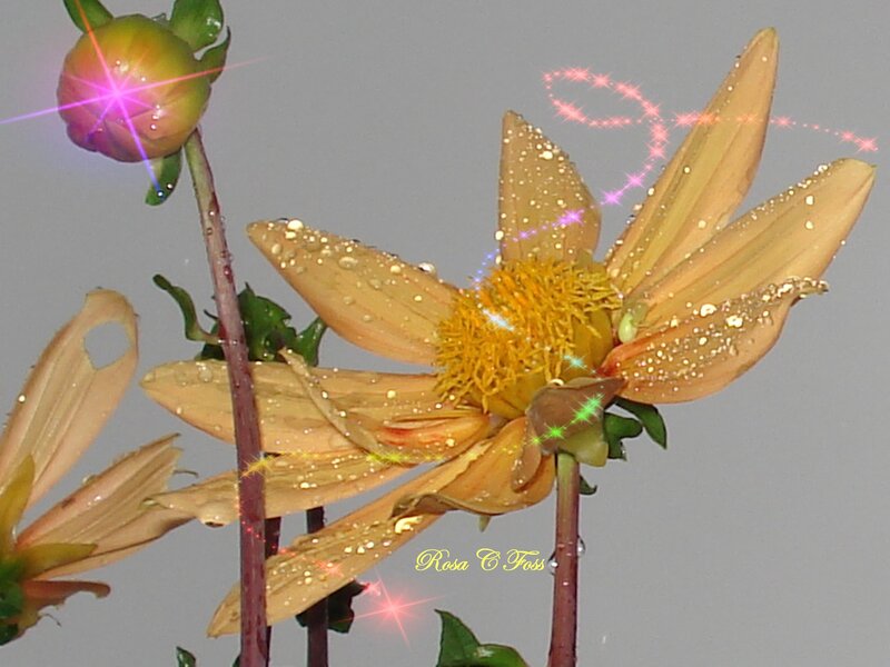 Dahlia Flower with Dew — Yellow