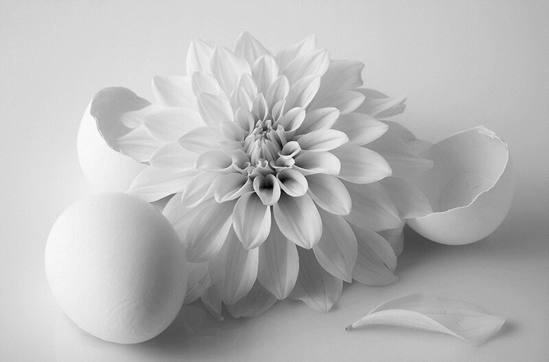 Dahlia Flower with Eggs