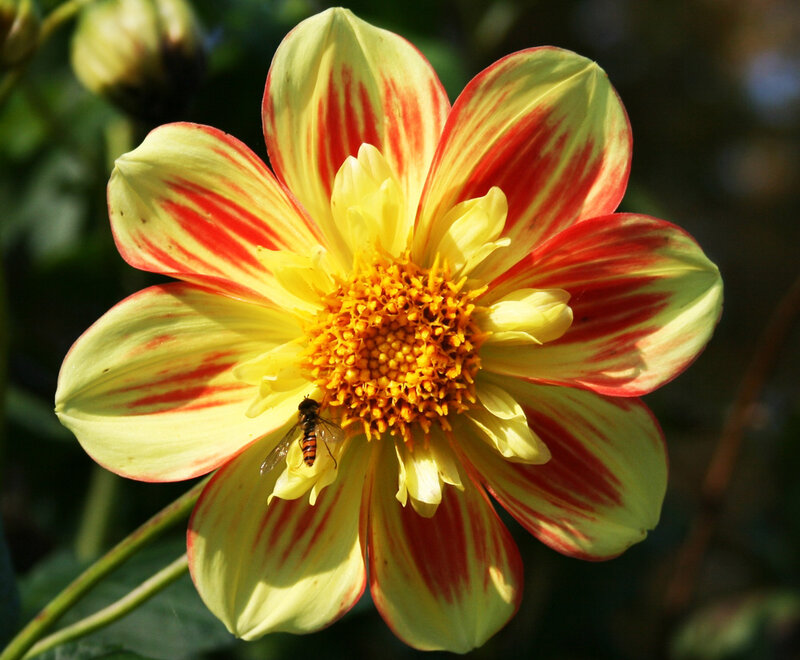 Dahlia Flower with Fly