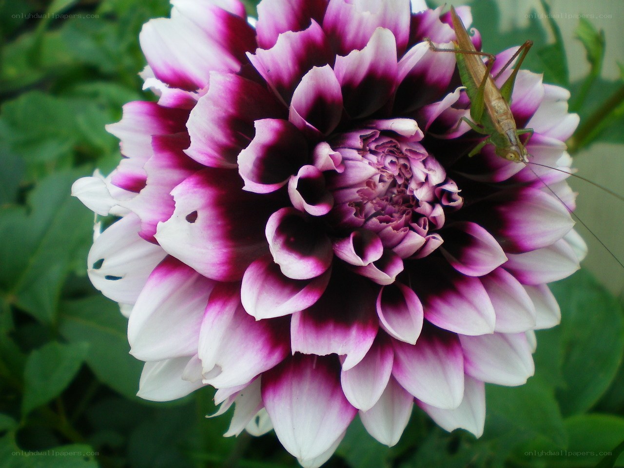 dahlia flower with grasshopper