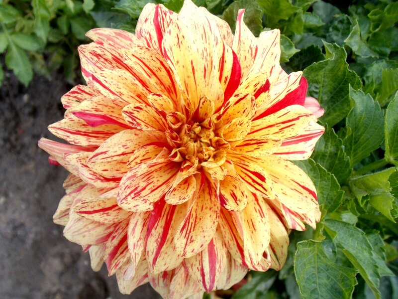 Dahlia Flower with Red Stripes