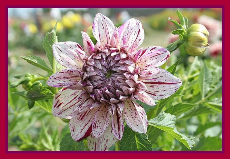 Dahlia Flower with Stripes