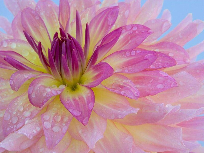 dahlia flower with water droplets