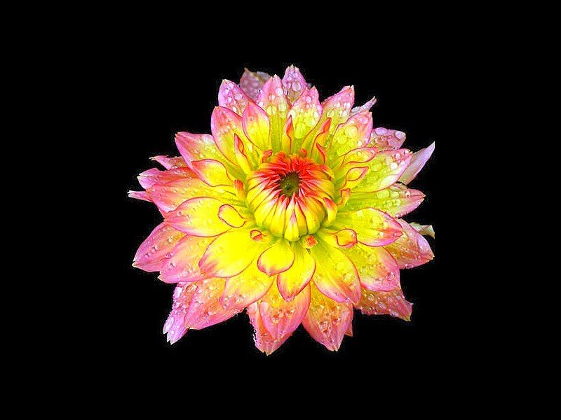 dahlia flower with water droplets