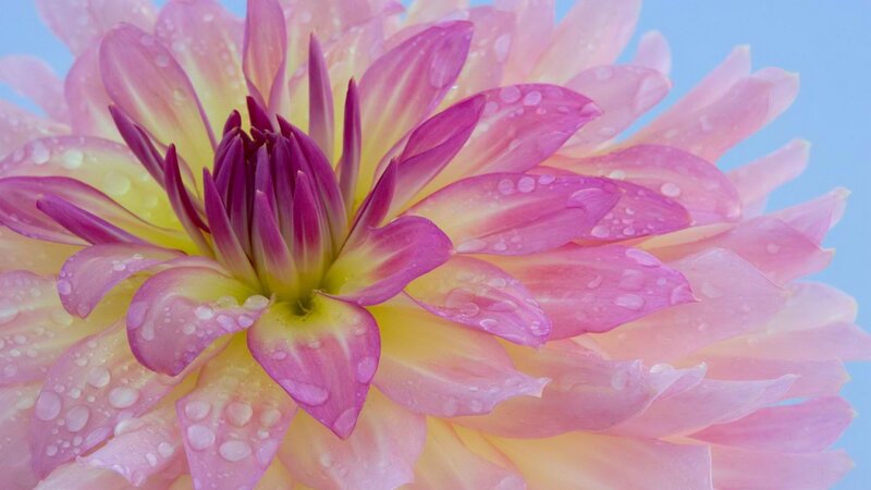 dahlia flower with water droplets