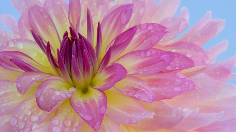 dahlia flower with water droplets