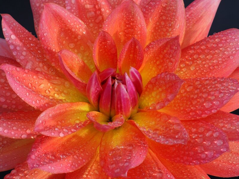 Dahlia flower with water droplets