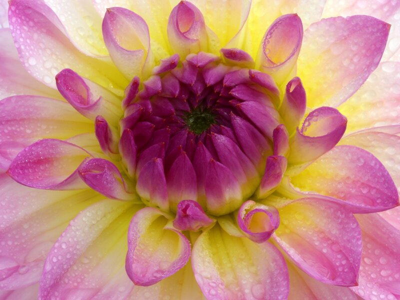 dahlia flower with water droplets