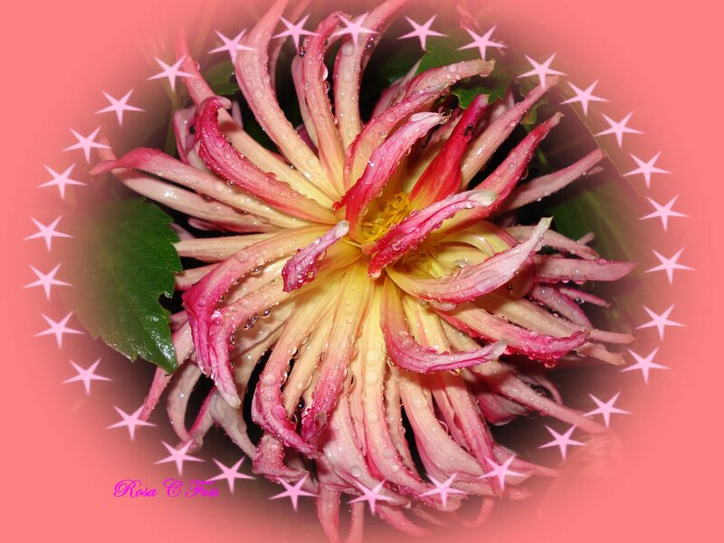 Dahlia flower with water droplets