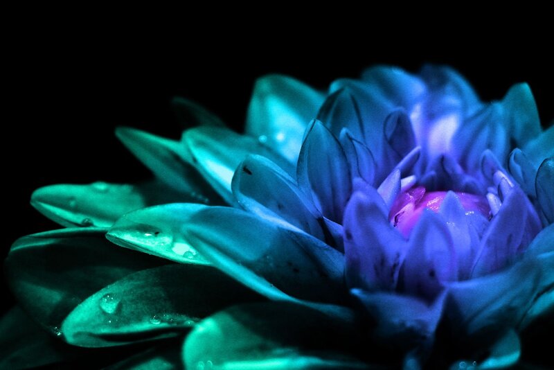Dahlia Flower with Water Droplets — Blue