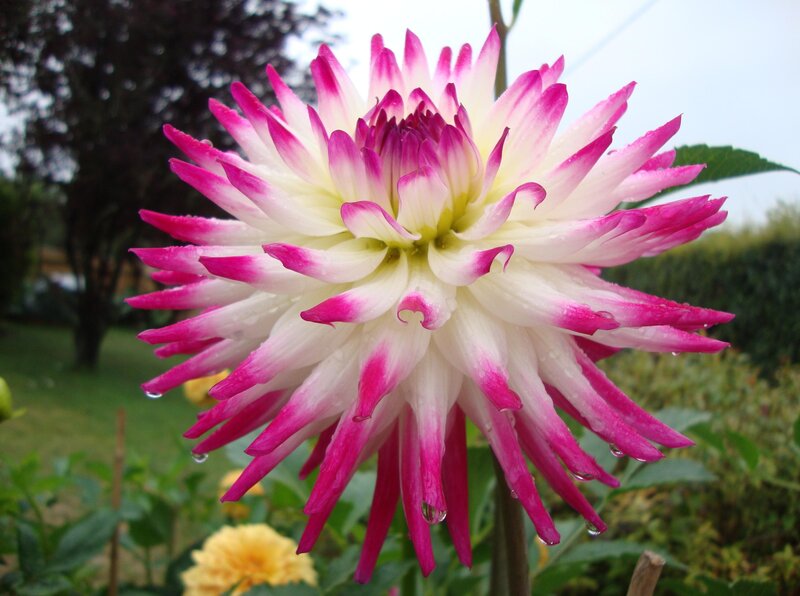 Dahlia Flower with Water Droplets — Pink, Calm, Afternoon