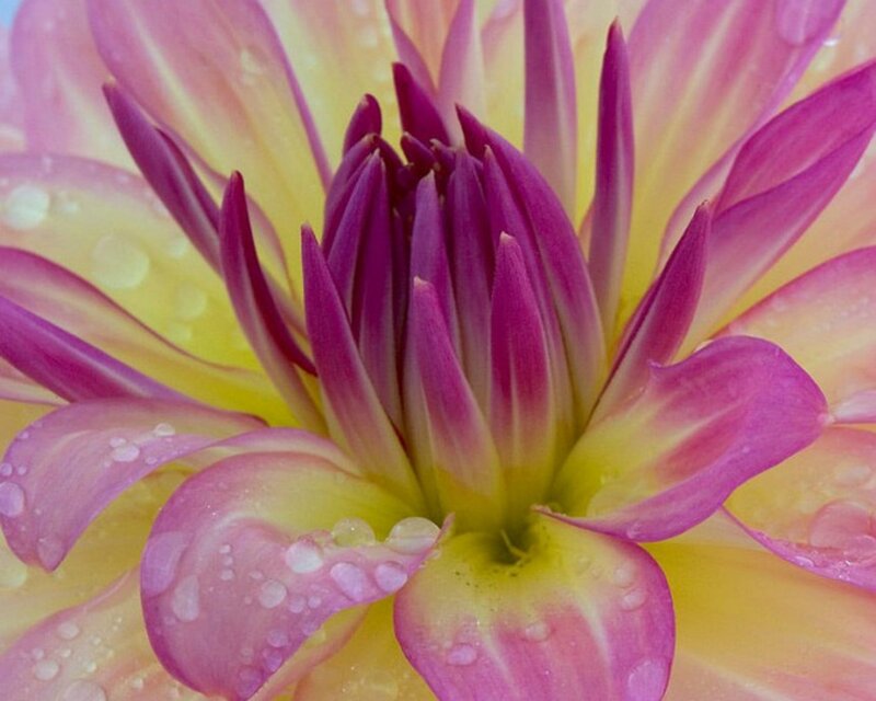 Dahlia Flower with Water Droplets — Pink, Calm