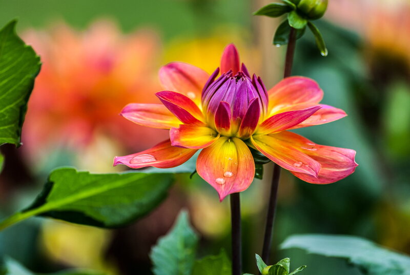 Dahlia Flower with Water Droplets — Pink, Serene, Afternoon