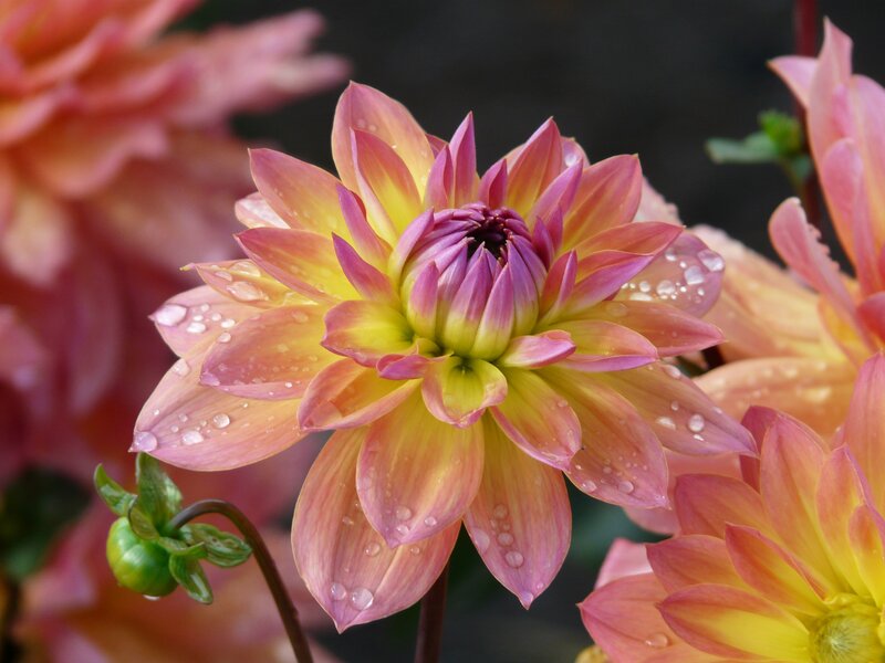 Dahlia Flower with Water Droplets — Pink, Serene, Photograph