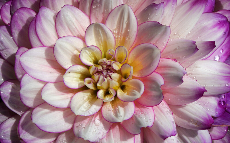 Dahlia Flower with Water Droplets — Pink, Serene