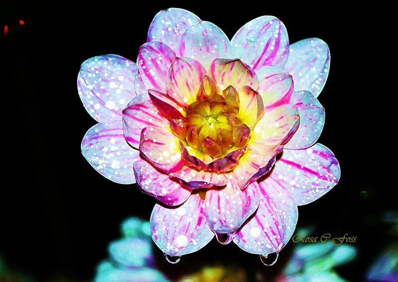Dahlia Flower with Water Droplets — Pink