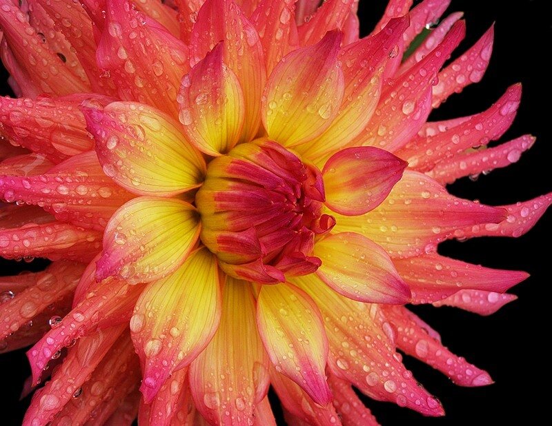 Dahlia Flower with Water Droplets — Pink, Vibrant