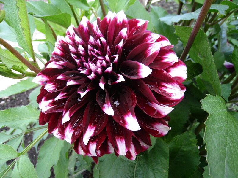 Dahlia Flower with Water Droplets — Purple