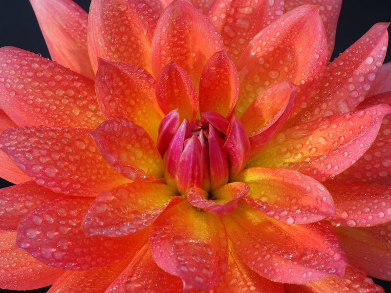 Dahlia Flower with Water Droplets — Red