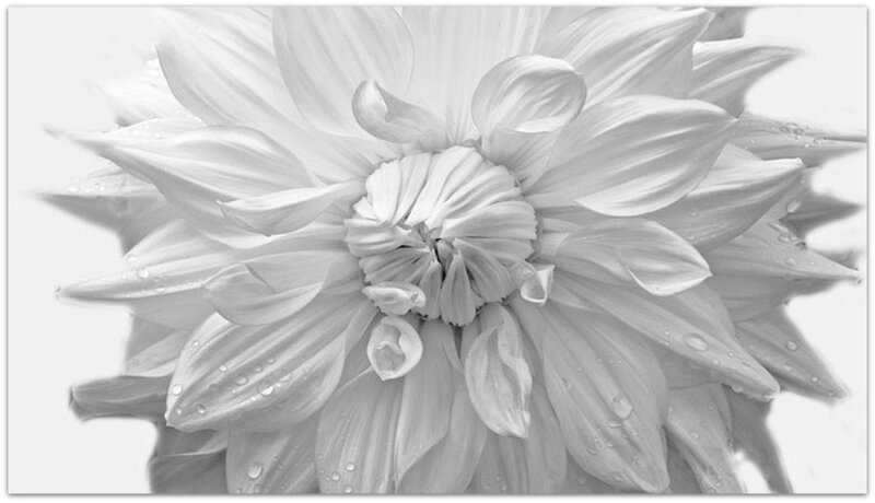 Dahlia Flower with Water Droplets — White, Serene