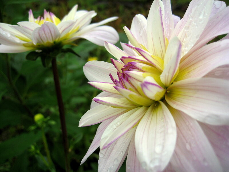Dahlia Flower with Water Droplets — White