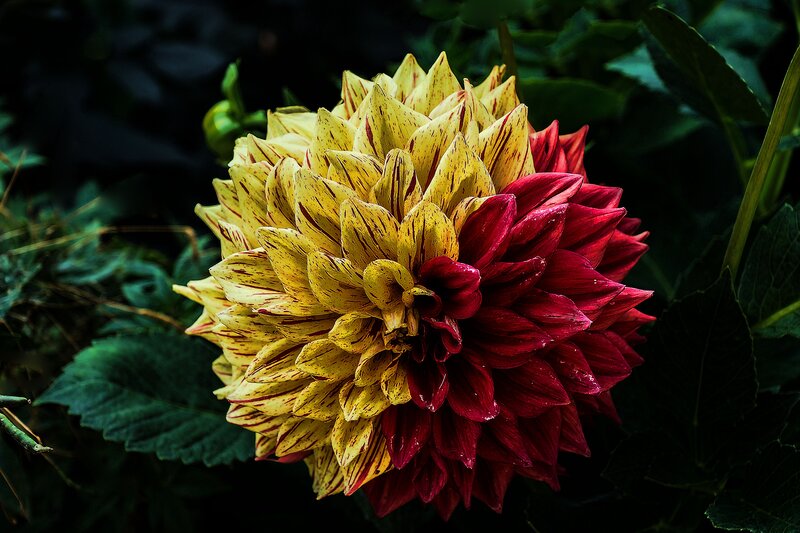 Dahlia Flower with Yellow and Red Petals